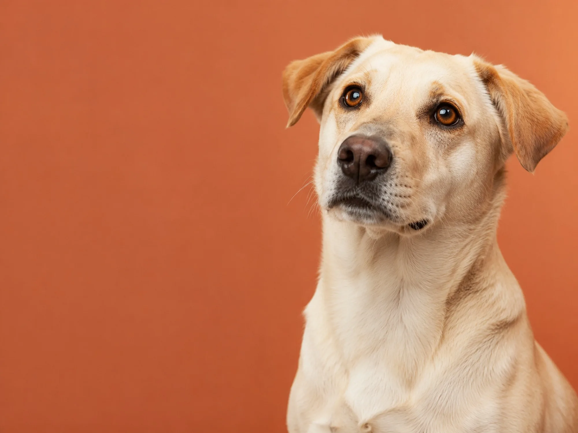 Ein Hund blickt ruhig zur Seite